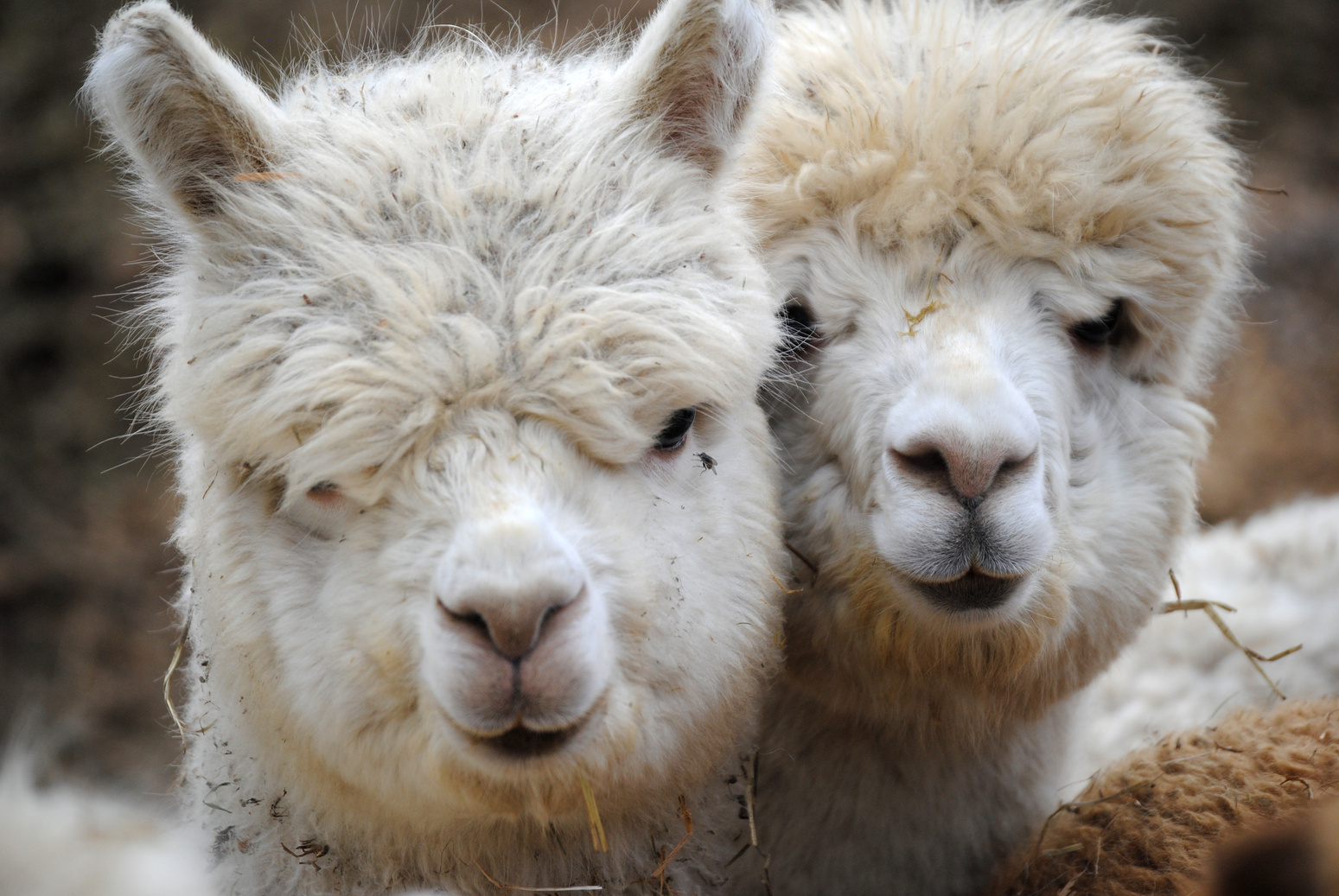 Close Up Photo of Alpacas 